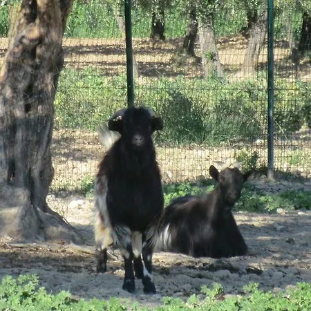 Angelucci Con E Agri Ланчиано