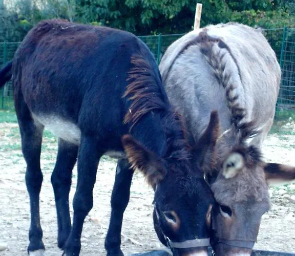 Farm stay Angelucci Con E Agri