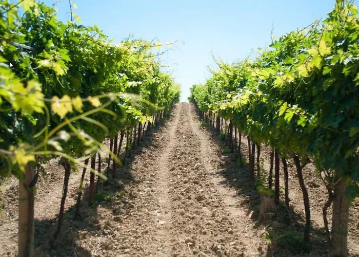 Angelucci Con E Agri Farma