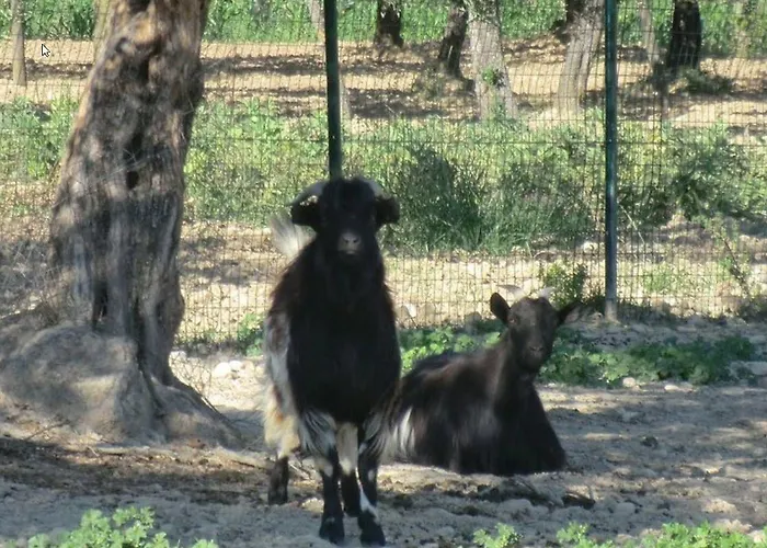 Angelucci Con E Agri Lanciano