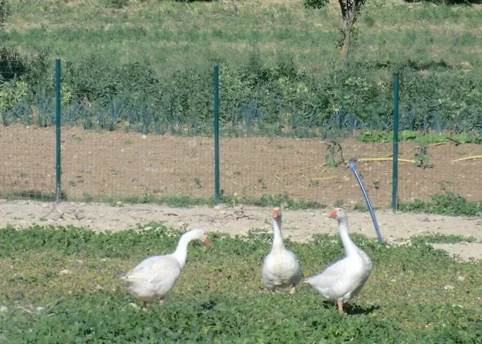 Angelucci Con E Agri Farm stay